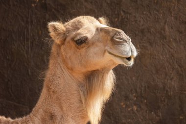 Bir dromedary portresi, yakın plan.