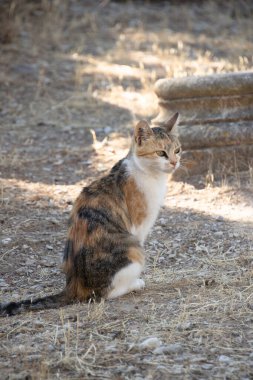 tricolor cat, close-up, sitting on the ground, outdoors clipart