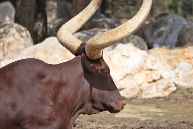 Bir Watusi (Ankole) ineğinin portresi.