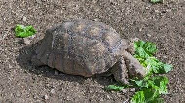 Kaplumbağa yiyen kara kaplumbağası, yakın plan.