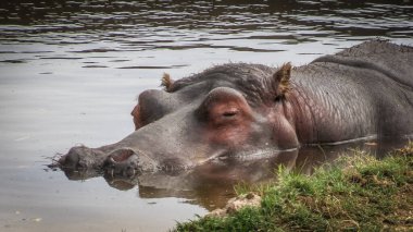 Suya batmış bir su aygırının portresi.