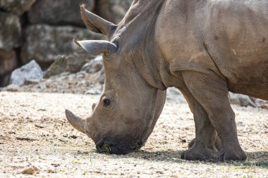 Genç bir gergedanın portresi, yakın plan.
