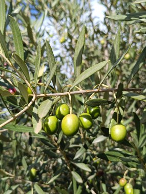 Zeytin dallarını kapatın.