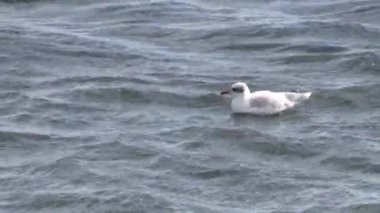 Martı, yakın plan, su üstünde.