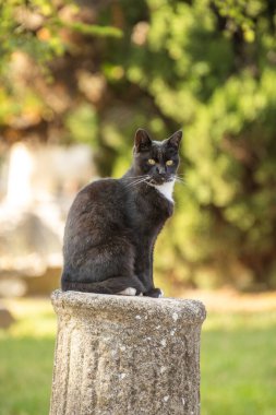 Siyah kedi taş bir sütunun üzerinde yatıyor.
