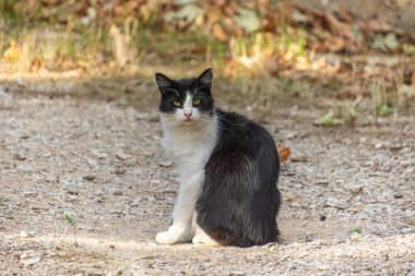 Terk edilmiş kedi yolda, yakın plan.