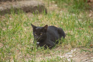 Siyah kedi çimenlerde yatıyor.