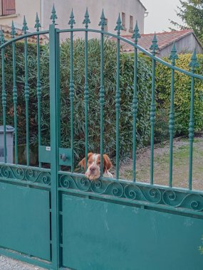 Köpek bahçe kapısında, sokağa bakıyor.