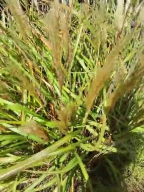 Sazlar, yakın plan, rüzgarla sallanıyor.