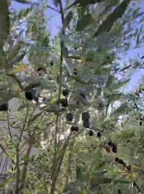 Zeytin dallarını kapatın.