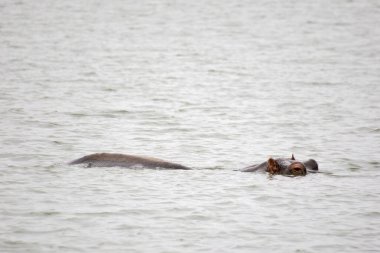 Kruger Ulusal Parkı, Güney Afrika 'da su altında kalmış bir su aygırı.