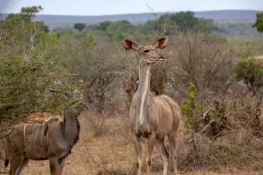 Kruger Park 'taki bir akvaryumun portresi