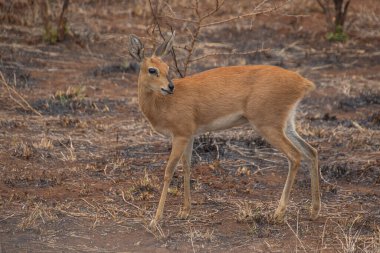 Kruger Ulusal Parkı 'nda Impalas, Güney Afrika