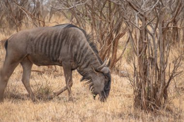 Güney Afrika 'daki Kruger Ulusal Parkı' nda antiloplar