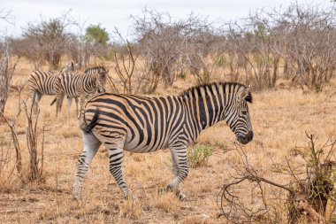 Zebra Kruger Ulusal Parkı, Güney Afrika