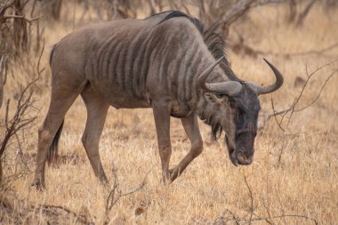 Güney Afrika 'daki Kruger Ulusal Parkı' nda antiloplar