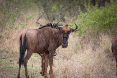 Güney Afrika 'daki Kruger Ulusal Parkı' nda antiloplar
