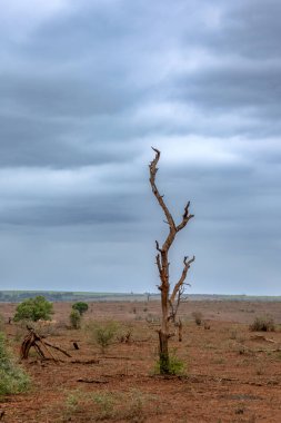 Kruger National park, Güney Afrika manzara