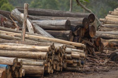 Güney Afrika 'daki ağaç kesme operasyonundan kalma ağaç gövdesi yığını, manzaralı sürüş