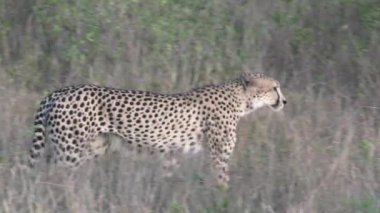 Cheetah Kruger National park, Güney Afrika