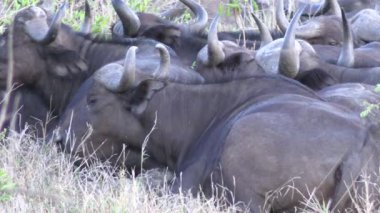 Kruger Ulusal Parkı, Güney Afrika 'da bufalo sürüsü