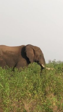 Kruger Ulusal Parkı 'nda fil, Güney Afrika