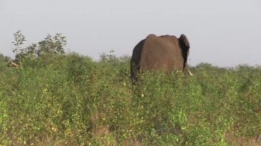 Kruger Ulusal Parkı 'nda fil, Güney Afrika