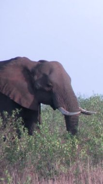 Kruger Ulusal Parkı 'nda fil, Güney Afrika