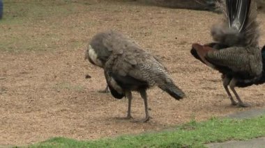 Güney Afrika 'da bir parkta tavus kuşu