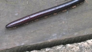 Afrika dev kırkayağı (Archispirostreptus gigas), Güney Afrika
