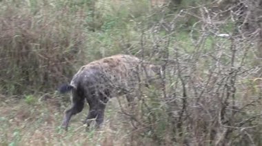 Kruger Ulusal Parkı, Güney Afrika 'da Sırtlan görüldü