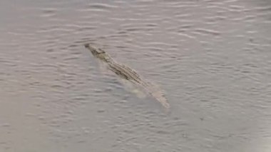 Kruger Ulusal Parkı 'nda timsah, Güney Afrika