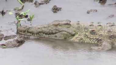 Kruger Ulusal Parkı 'nda timsah, Güney Afrika