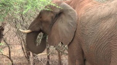 Kruger Ulusal Parkı 'nda fil, Güney Afrika
