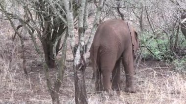 Kruger Ulusal Parkı 'nda bebek fil, Güney Afrika