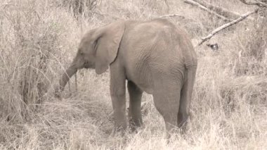 Kruger Ulusal Parkı 'nda bebek fil, Güney Afrika