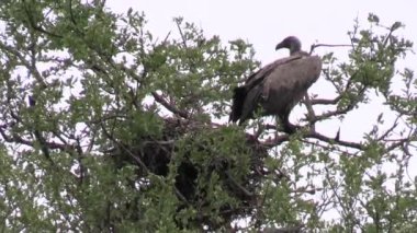 Akbaba Kruger Ulusal Parkı, Güney Afrika