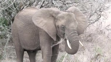 Kruger Ulusal Parkı 'nda fil, Güney Afrika