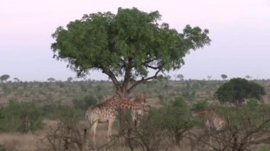Impala Kruger National park, Güney Afrika