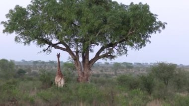 Impala Kruger National park, Güney Afrika