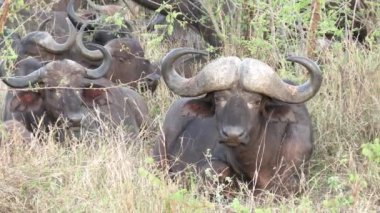 Kruger Ulusal Parkı, Güney Afrika 'da bufalo sürüsü