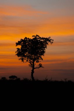 Güney Afrika Kruger Ulusal Parkı 'nda gün doğumu