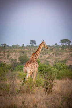 Zürafa sabah Kruger Ulusal Parkı, Güney Afrika 'da