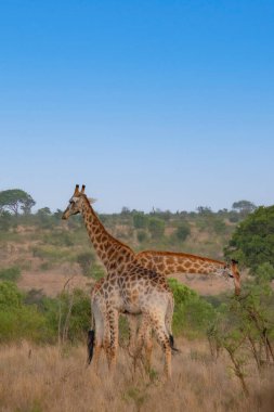 Zürafa sabah Kruger Ulusal Parkı, Güney Afrika 'da