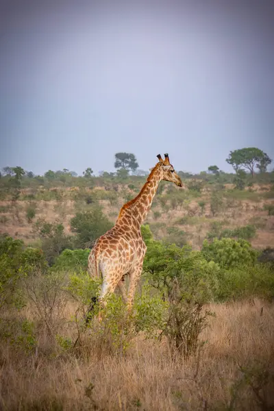 Zürafa sabah Kruger Ulusal Parkı, Güney Afrika 'da