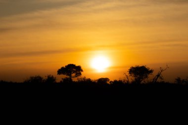 Güney Afrika Kruger Ulusal Parkı 'nda gün doğumu