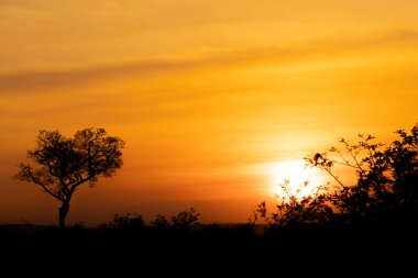 Güney Afrika Kruger Ulusal Parkı 'nda gün doğumu