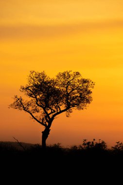 Güney Afrika Kruger Ulusal Parkı 'nda gün doğumu