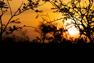 Güney Afrika Kruger Ulusal Parkı 'nda gün doğumu