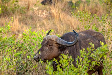 Kruger national park, Güney Afrika, bufalo